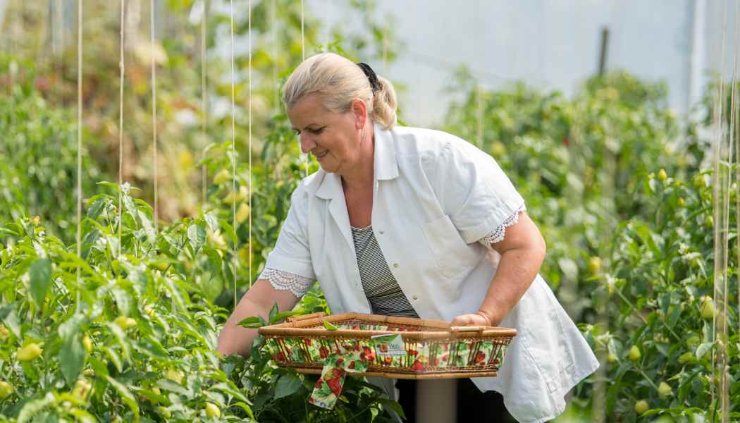 Xheva Haziri picking vegetables in Kosovo.
