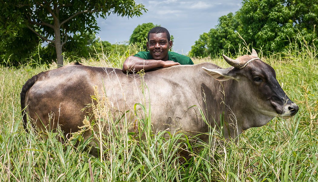 Haiti-Client-Auguste-Jean-Soliny-with-His-Cow